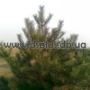 сосна крымская